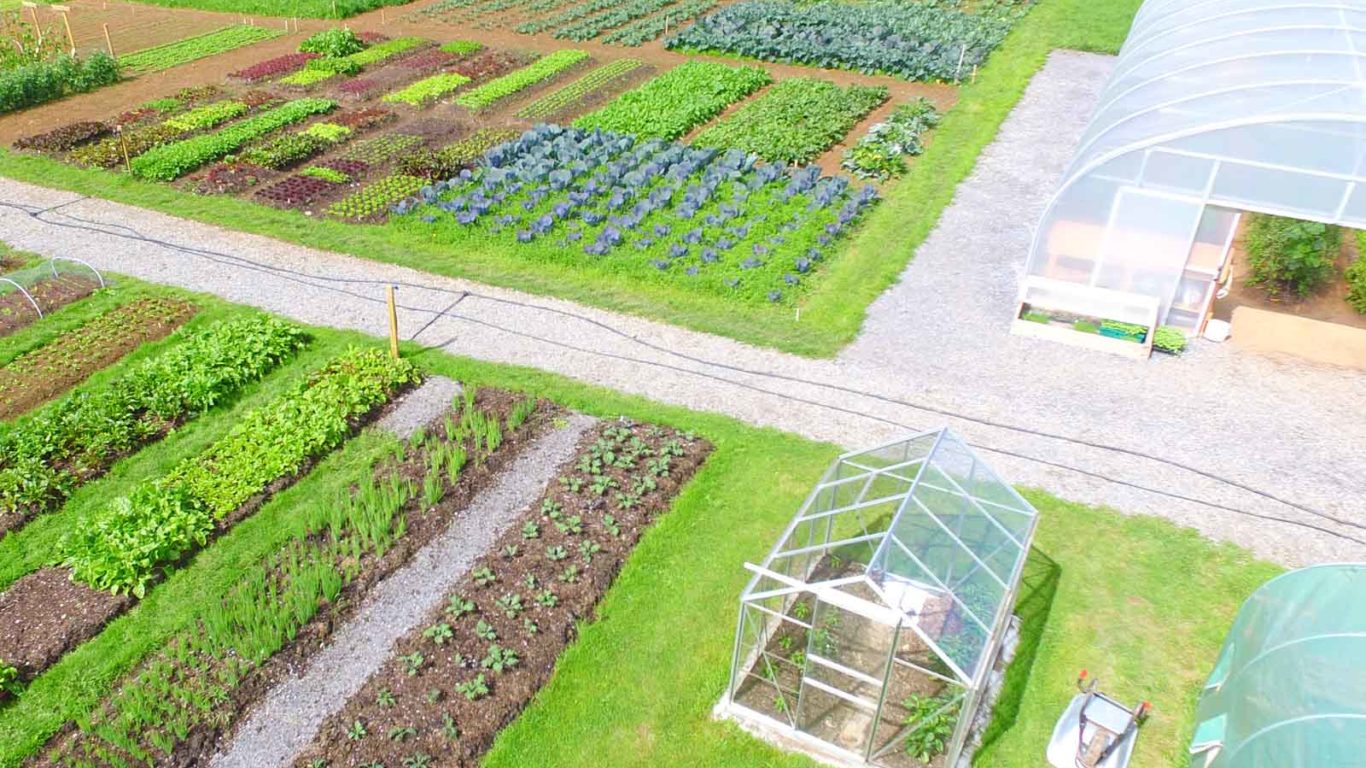 Mary’s Organic Garden holds a special place in our hearts. Located within the hotel grounds, and forming part of the Woodlands Walking Trail, Mary’s Organic Garden supplies our kitchens with many of the seasonal ingredients found on the menus at Timmy Macs Bistro.