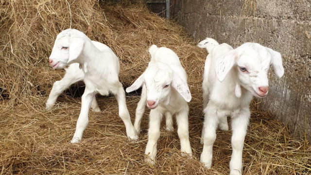 bally goats cheese 1920 x 1080__edited-1