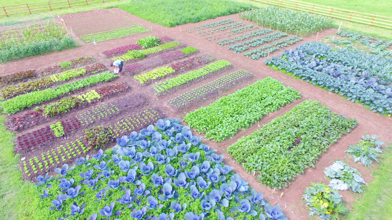 garden aerial view with gardener 1920 x 1080_