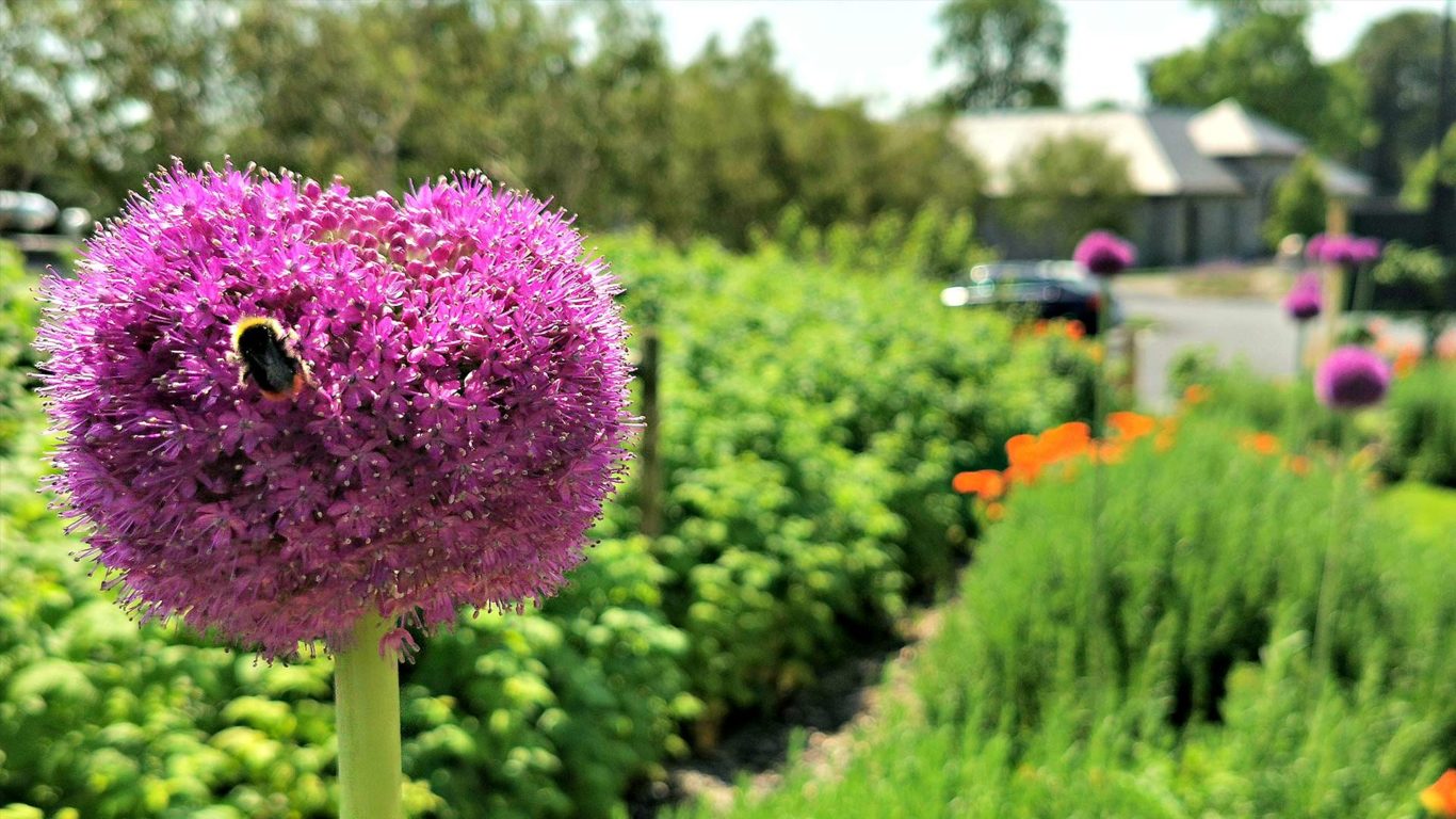 allium-and-bee