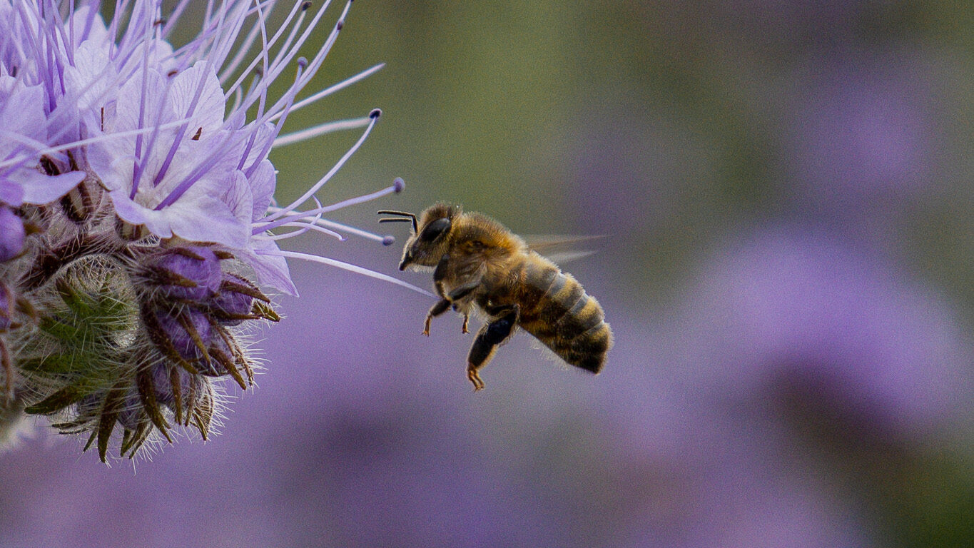 woodlands-bees-1
