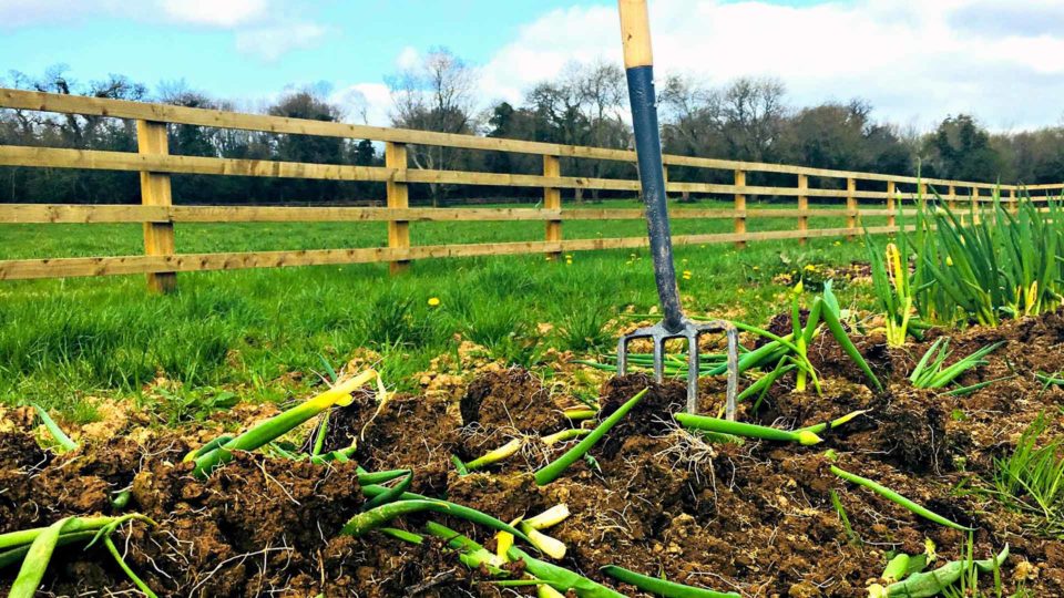 Ever before they became hoteliers, Dick (RIP) and Mary Fitzgerald were farmers rearing their own beef cattle and growing a variety of vegetables and fruits. The family’s certified organic farm and Mary’s Organic Garden (pictured) continue to supply the hotel with freshest home-grown ingredients.