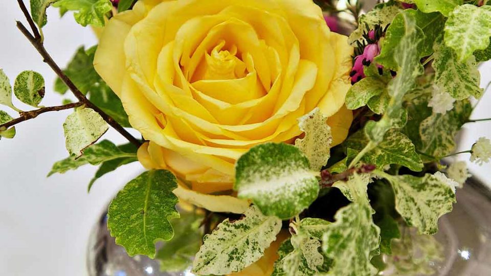 portrait-fieldings-close-up