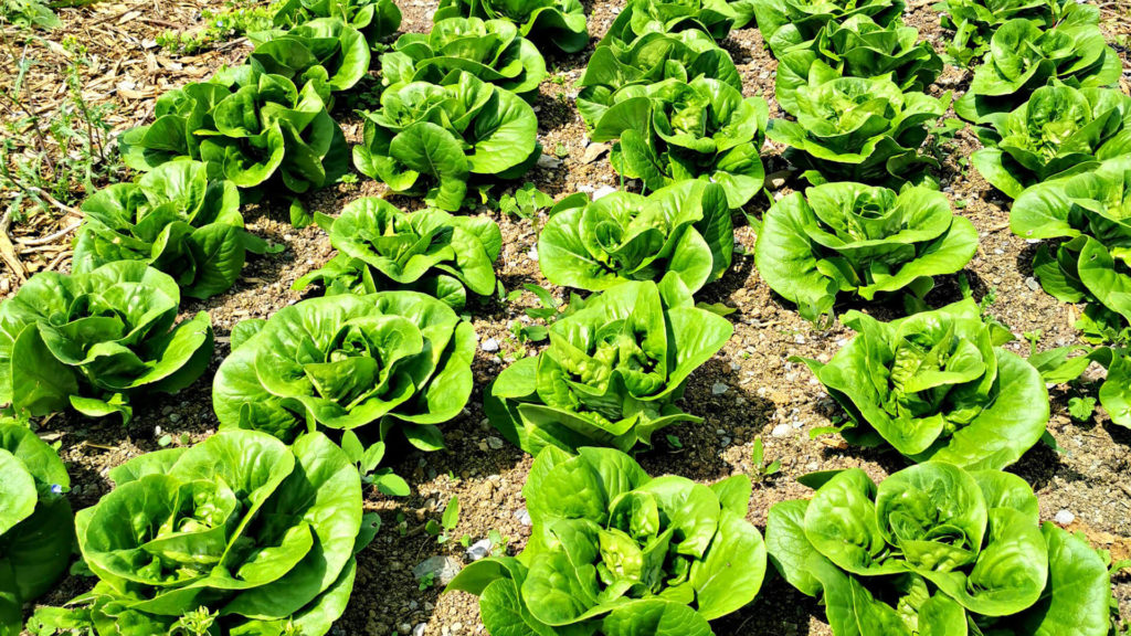 Mary’s Organic Garden holds a special place in our hearts. Located within the hotel grounds, and forming part of the Woodlands Walking Trail, Mary’s Organic Garden supplies our kitchens with many of the seasonal ingredients found on the menus in Fieldings of Adare and Timmy Macs Bistro.