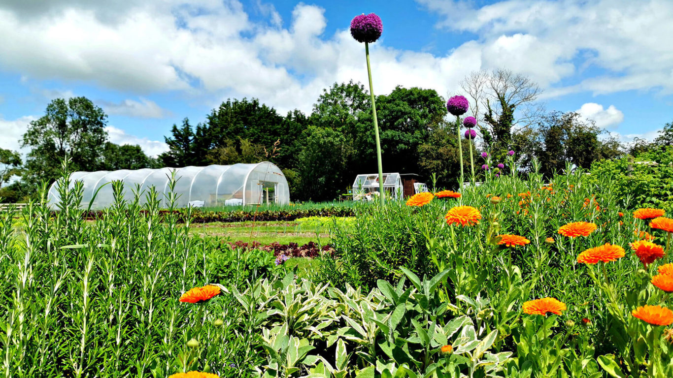 Ever before they became hoteliers, Dick (RIP) and Mary Fitzgerald were farmers rearing their own beef cattle and growing a variety of vegetables and fruits. The family’s certified organic farm and Mary’s Organic Garden (pictured) continue to supply the hotel with freshest home-grown ingredients.