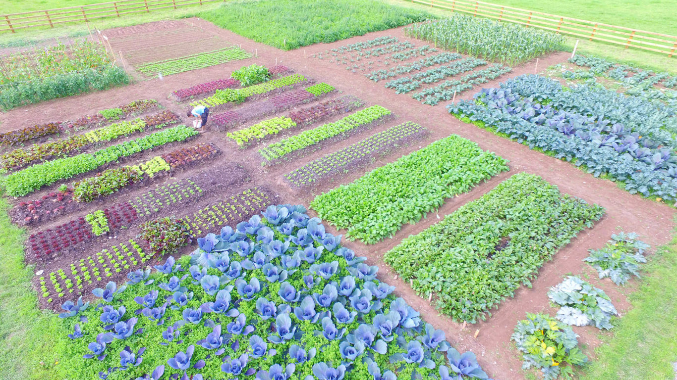 woodlands-organic-garden-01