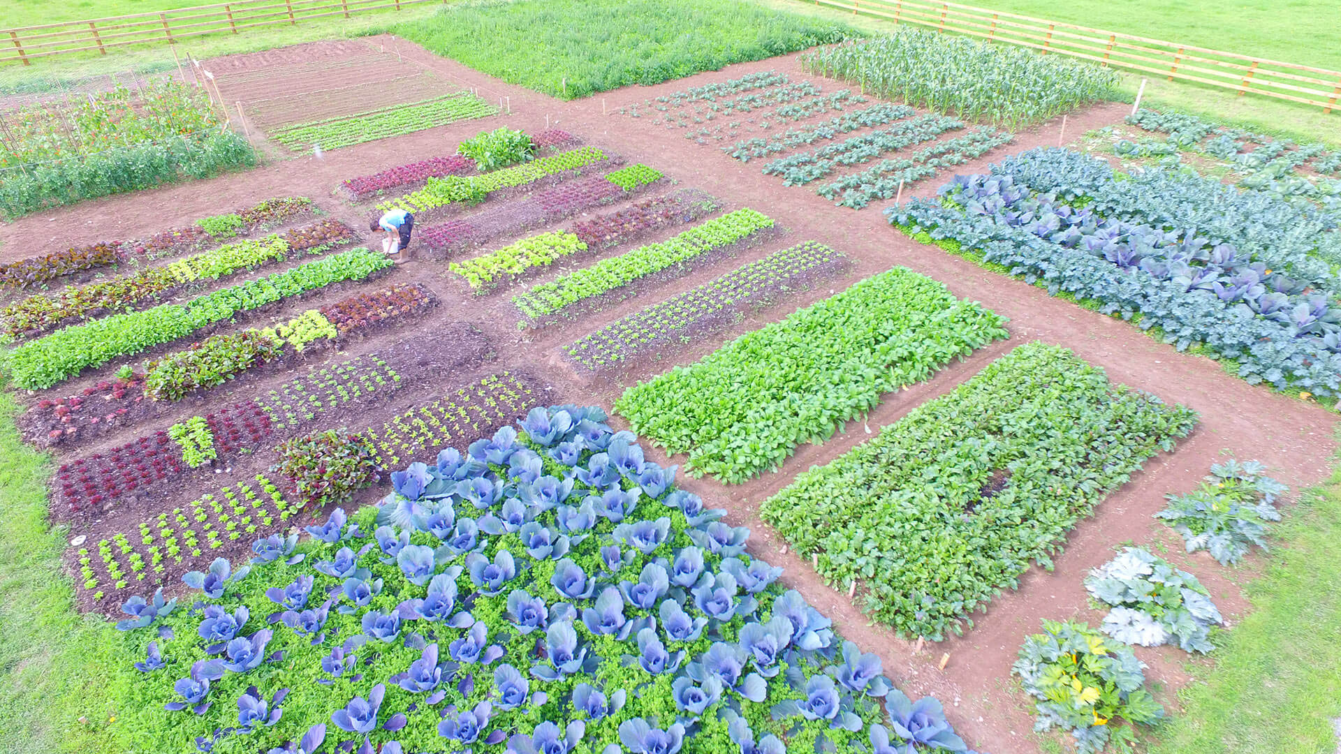 Mary's Organic Garden Organic Food Limerick Woodlands Hotel