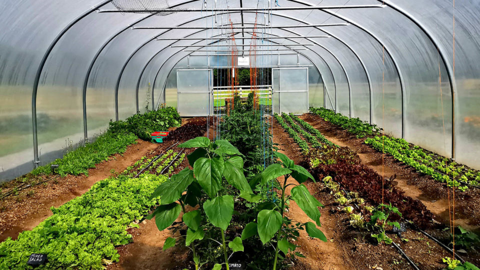 woodlands-organic-produce-01