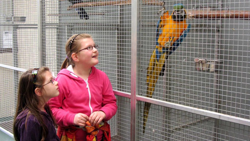 Stonehall Visitor Farm & Wildlife Park has a wide range of domestic and exotic birds and animals. Located close to the hotel, it is a great family day out.