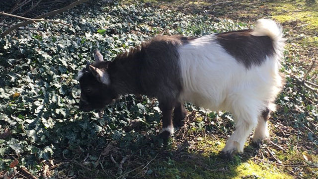 mini pet farm kids goat