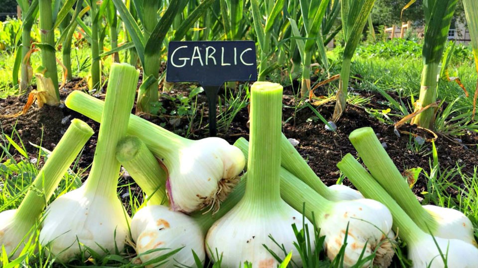 organic garlic 1920 x 1080__edited-1