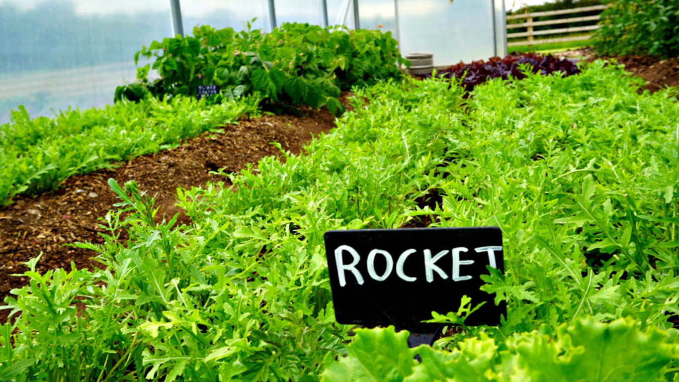 organic rocket 1920 x 1080__edited-1