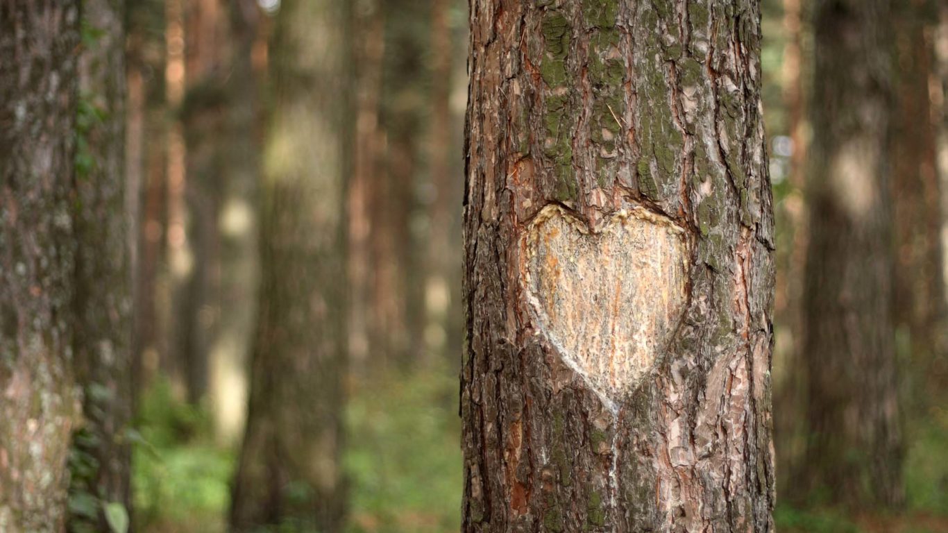 Love heart carved into a tree