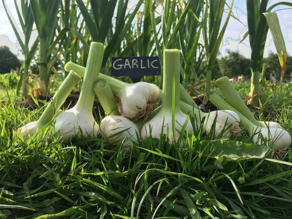 Our kitchens use more than 1,000 bulbs of garlic every year, so it makes sense for us to grow our own in Mary’s Organic Garden.  And so we grow soft neck garlic (easier to braid and store than the hard neck variety!) which produces gorgeous, light purple bulbs packed with flavour.  