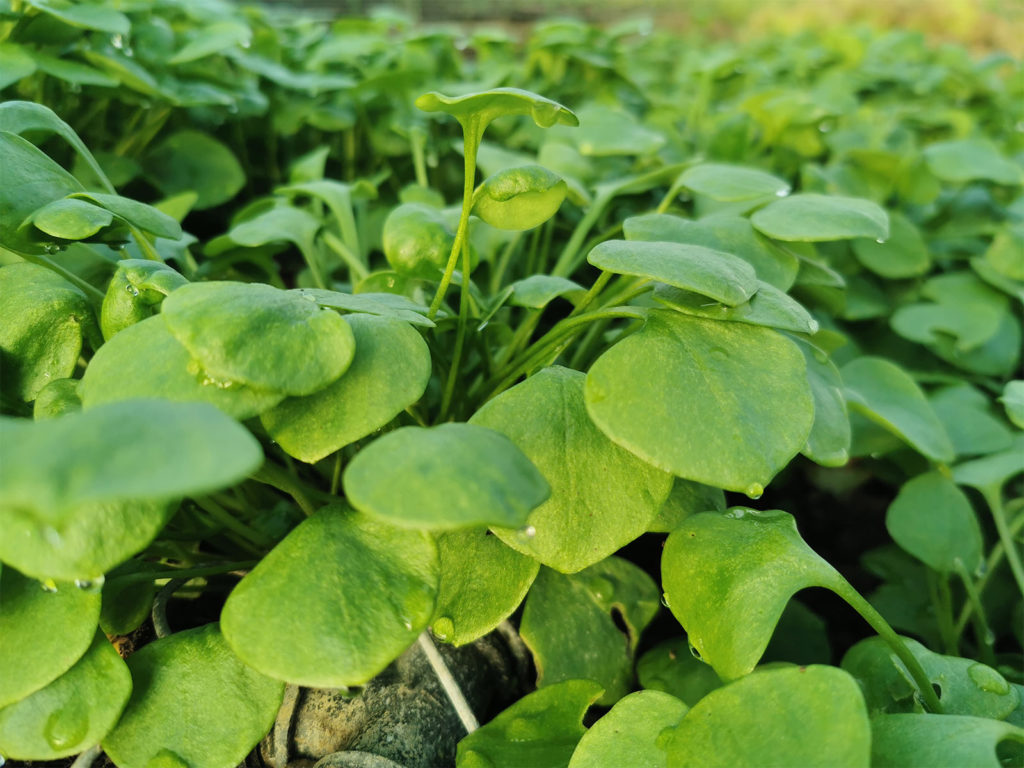 Miner’s Lettuce - Native to the western regions of North America, Miner’s Lettuce gets its name from the miners it sustained during the California Gold Rush, who ate it to prevent scurvy.  They also benefitted from its vitamin A, iron, beta-carotene, and protein content.  