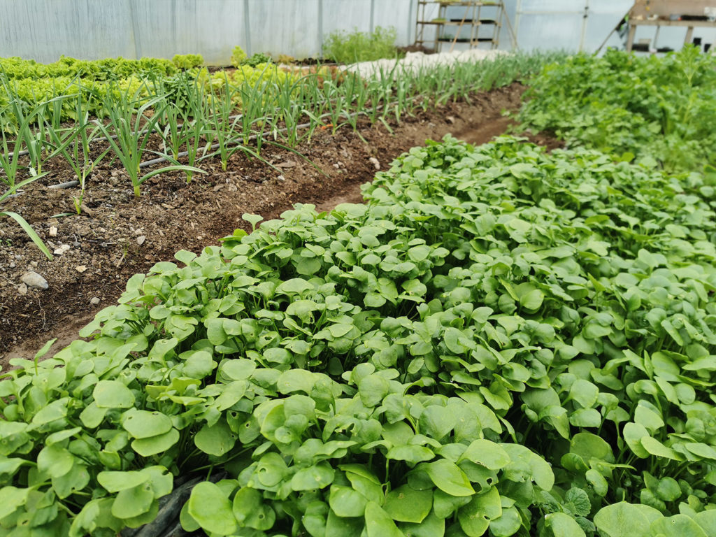 Miner’s Lettuce (Claytonia perfoliate)– or Winter Purslane – is grown in abundance in Mary’s Organic Garden.  Not alone is it delicious in a winter mixed salad, but it is also incredibly nutritious, providing a blast of vitamin C on even the coldest, darkest of days.  