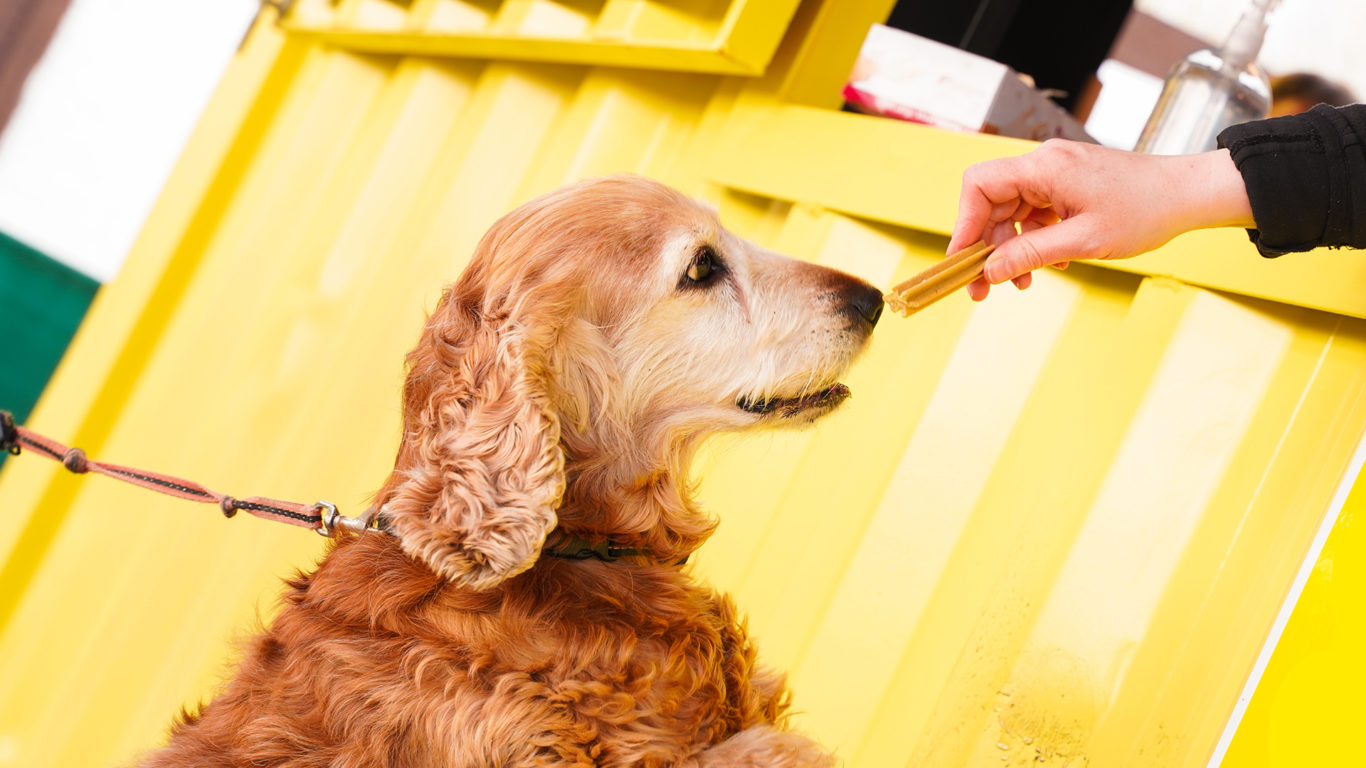 Dog visiting the Treehouse