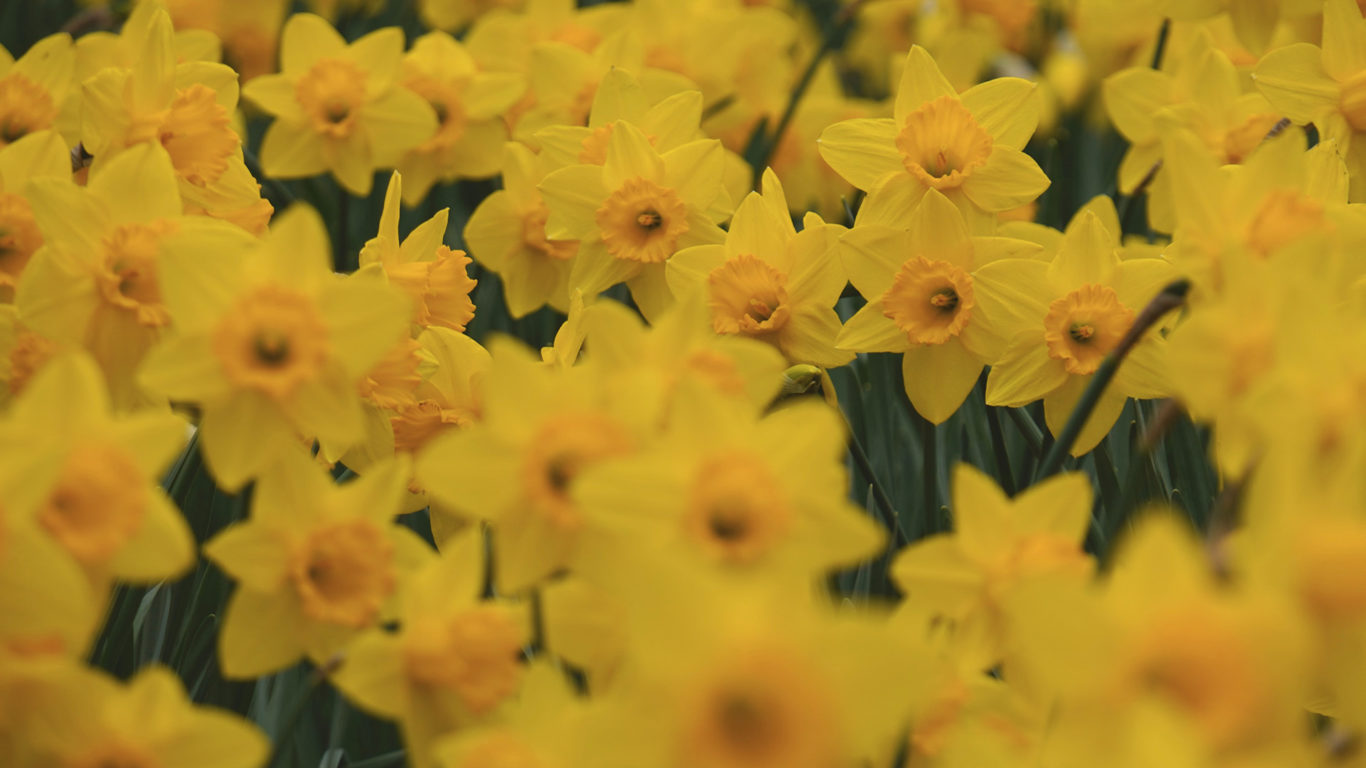 daffodils