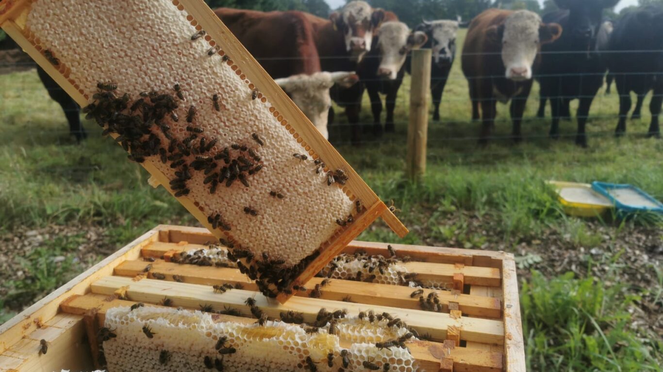 Hone-Bees-Marys-Organic-Garden