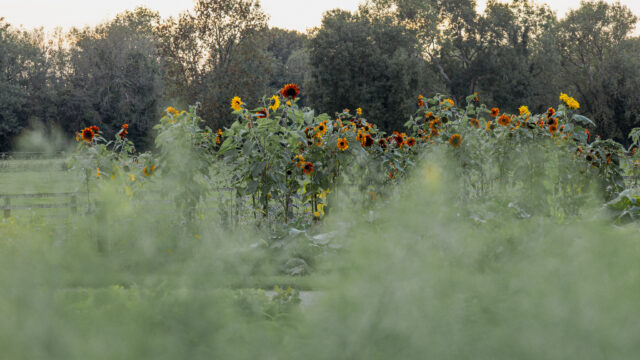 Marys Organic Garden