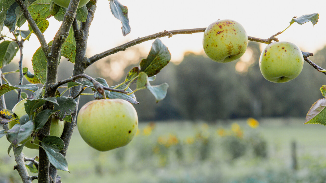 Marys Organic Garden