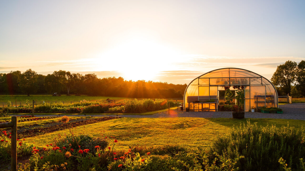 Mary’s organic garden, Adare, Co. Limerick, Edit