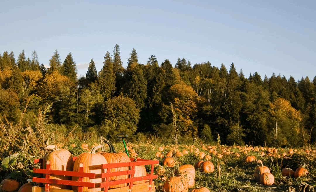 pumpkin patch