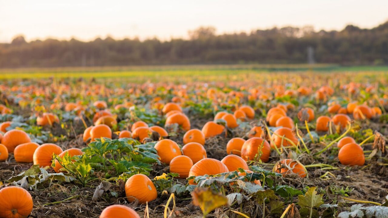Lush pumpkin field under a serene sunset, offering a picturesque rural escape. Perfect for autumn retreats and nature walks.