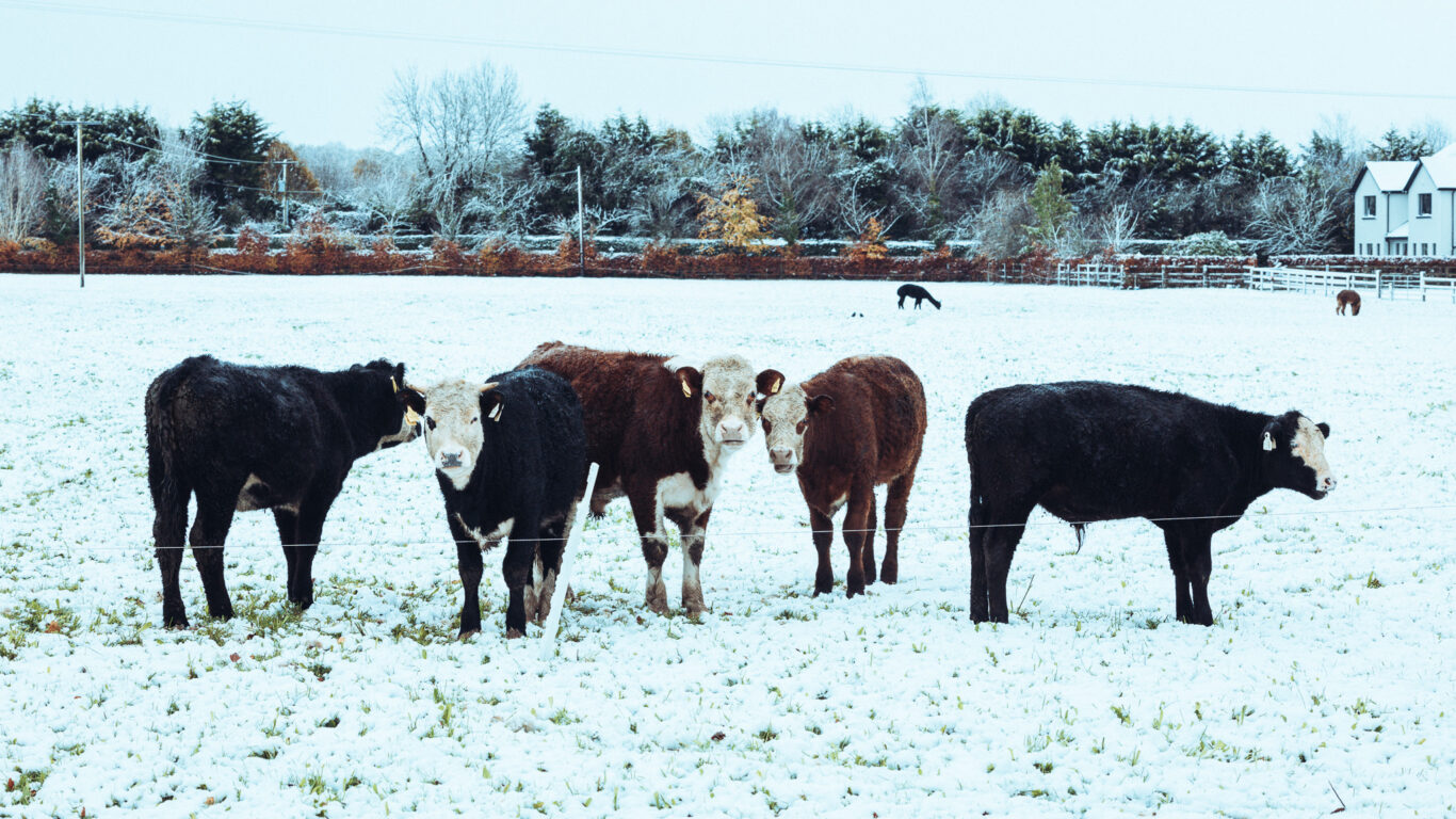 Cattle at Woodlands