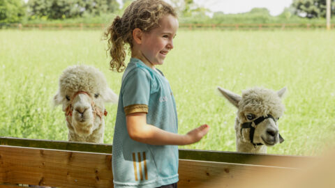 Child enjoys meeting two alpacas in lush meadow at countryside hotel, offering unique family-friendly animal experiences.